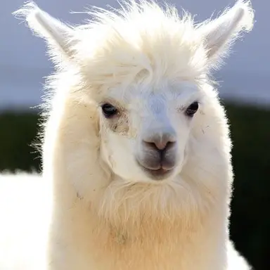 Profile image of アナトリア