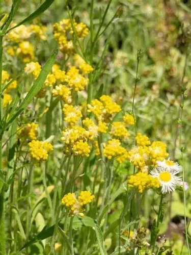 Kemuri_777_의 拾ってくれてありがとう