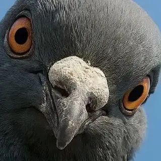 Profile image of 갈갈리
