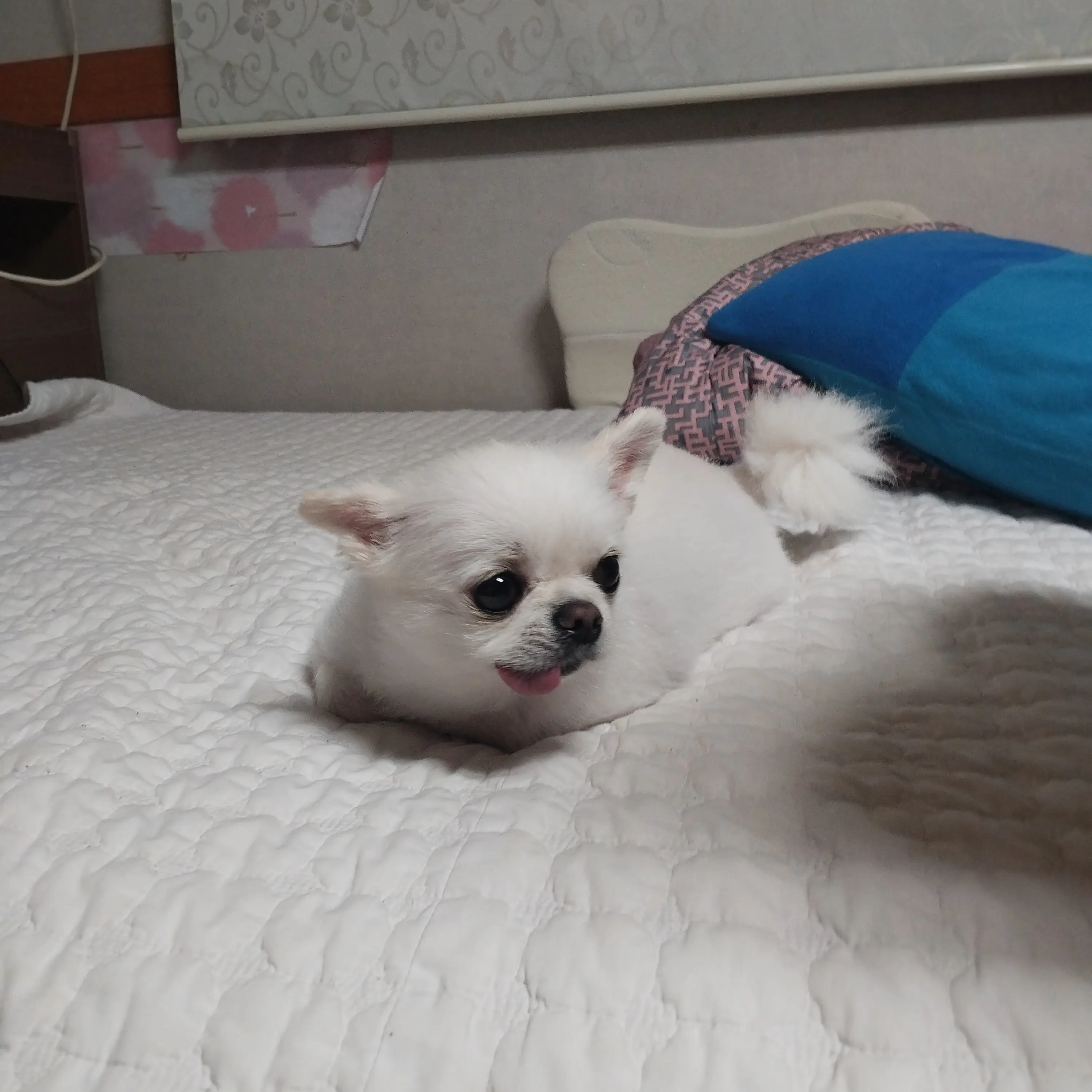 UniqueEmoji2847의 멍멍멍(개인용)