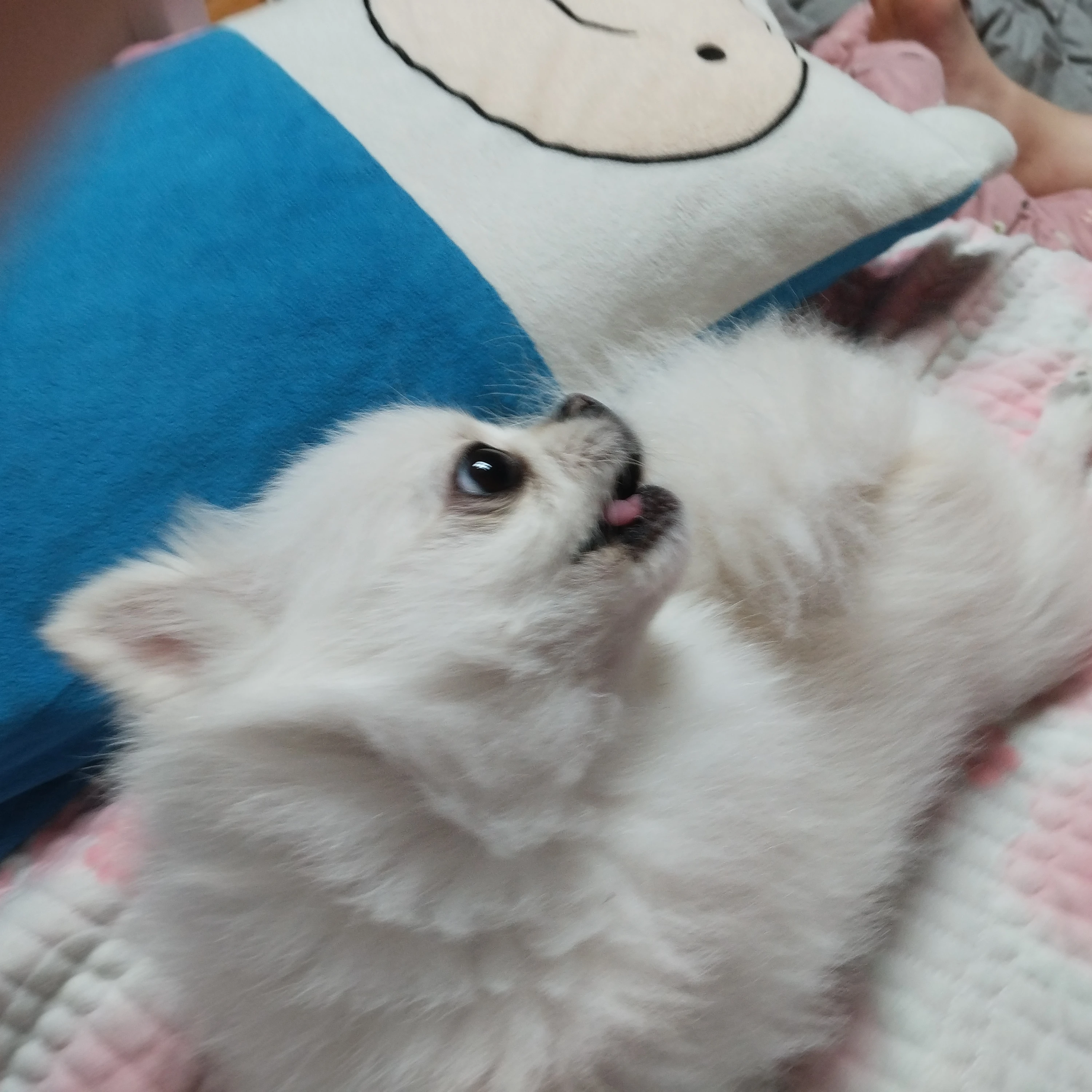 구름이의어미