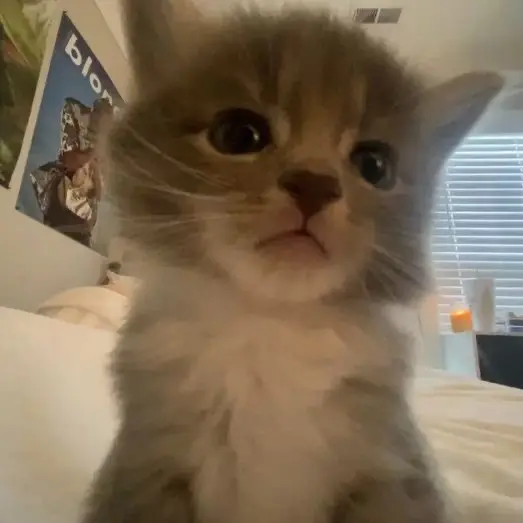 Iyeoxnp의 고양이