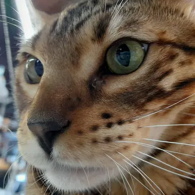 Profile image of 또니