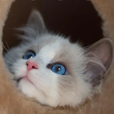 Profile image of 레쏘