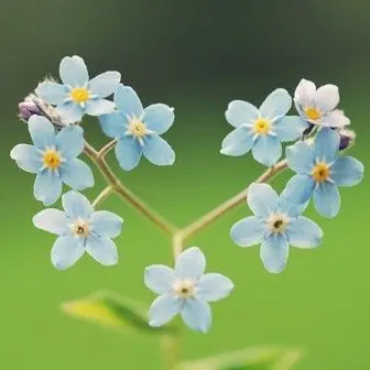 Profile image of 서쪽나라 동쪽나라