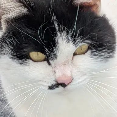 Profile image of ブリ子