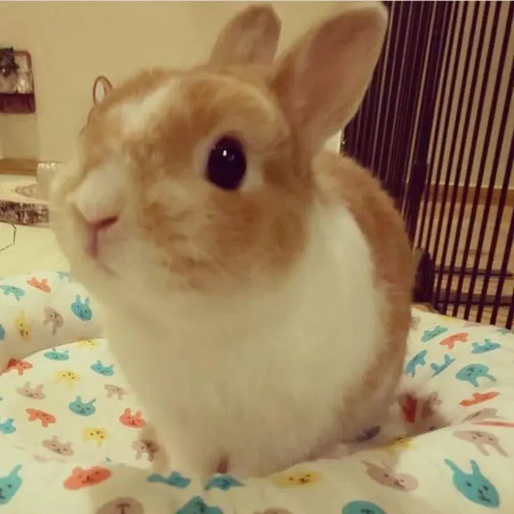 WindyPeach8686의 Pip pip pip pip