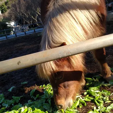 Profile image of 風磨