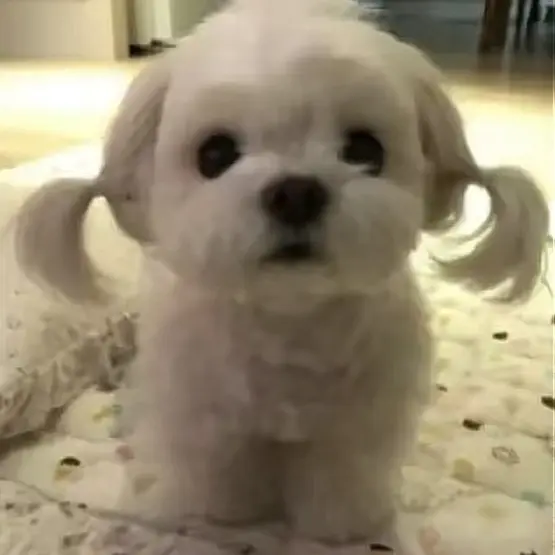 GentleLeg6914의 커욤이 멍뭉이와 대화하기