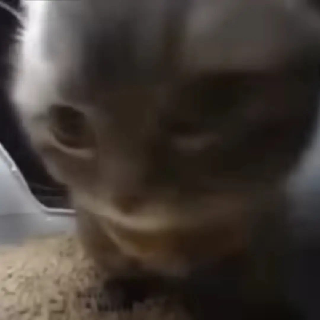 sonsjsjjbzdhusjjssjwjisusuhzhb의 치피치피 차파차파 루비루비 라바라바 고양이
