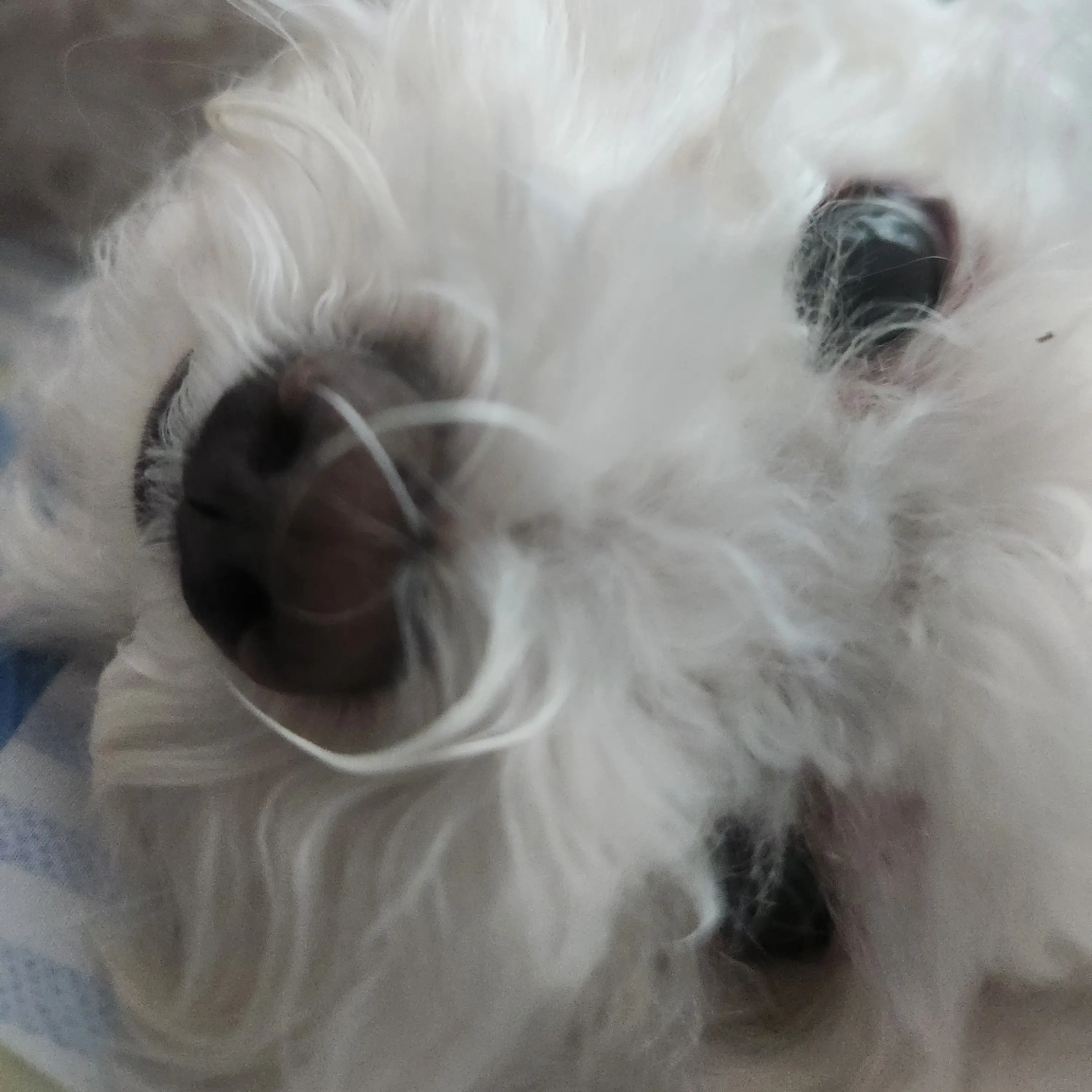 HumbleMud4634의 화상채팅하기