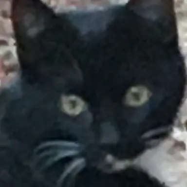 Profile image of 여우