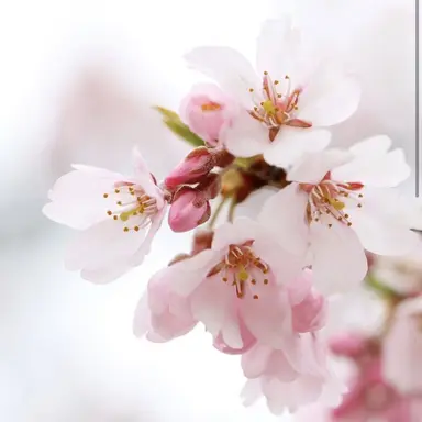 Profile image of さくら組