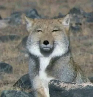 Profile image of 여우