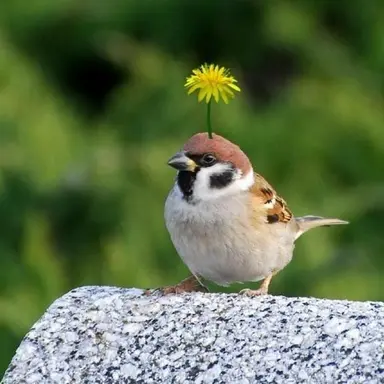 Profile image of 참새