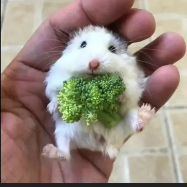 Profile image of 또이