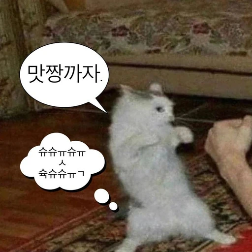 싸움짱 고양이