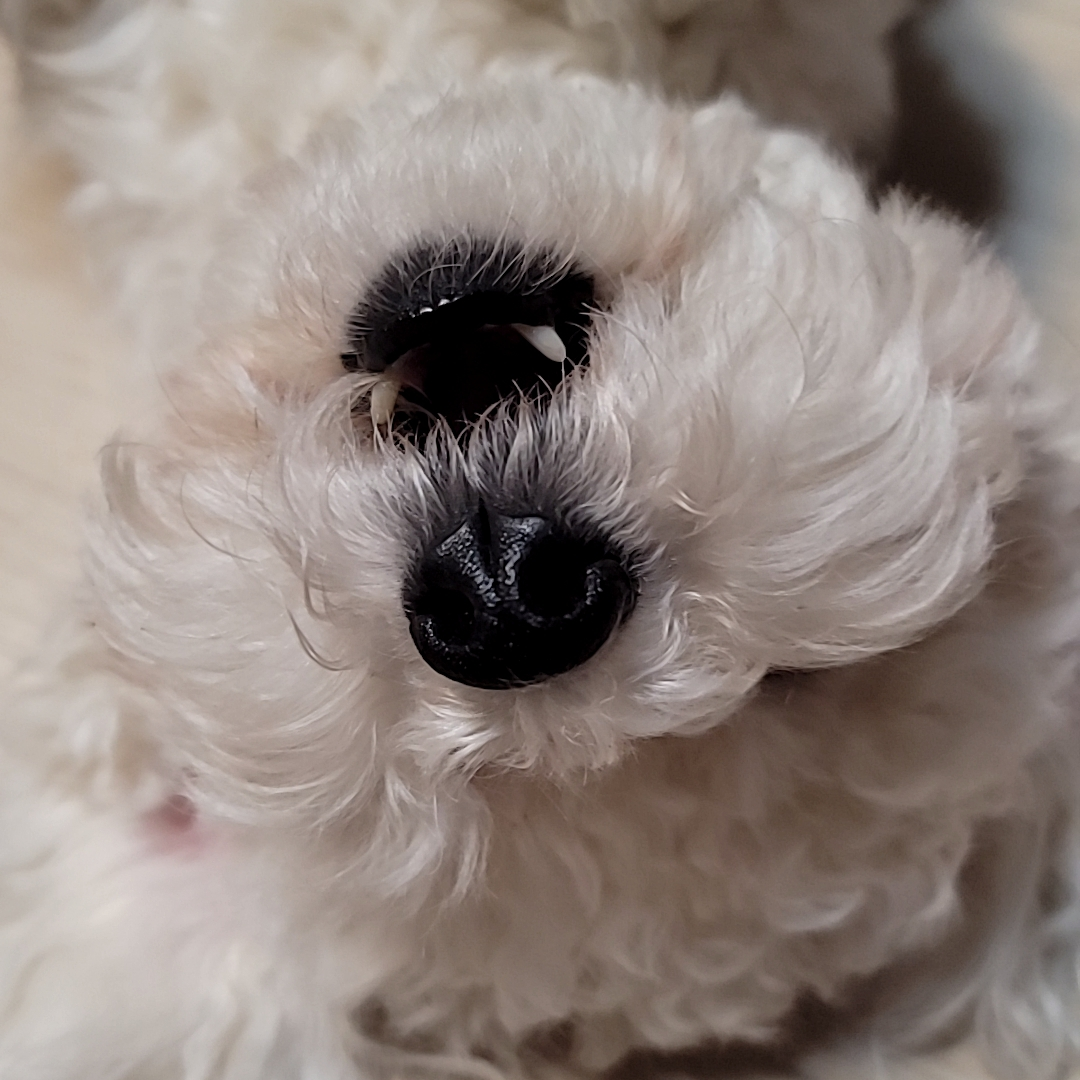 생크림 대표 이미지