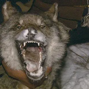 Profile image of 늑대