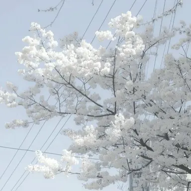 Profile image of 소멸