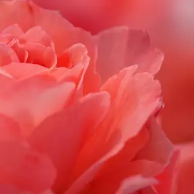 Profile image of 舘様