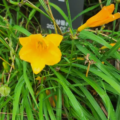 Profile image of 끼로