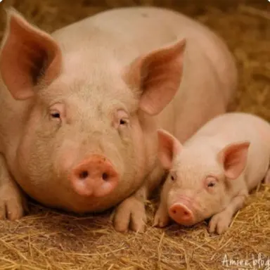 Profile image of 이치노 키리나