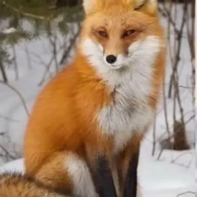 Profile image of 이채영