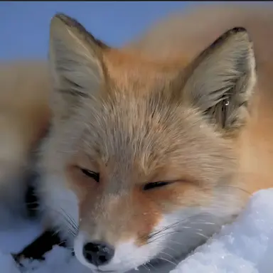 Profile image of 여니