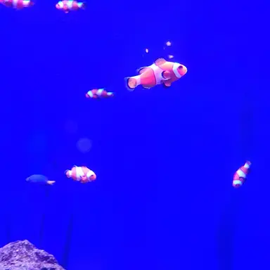 Profile image of 스키즈