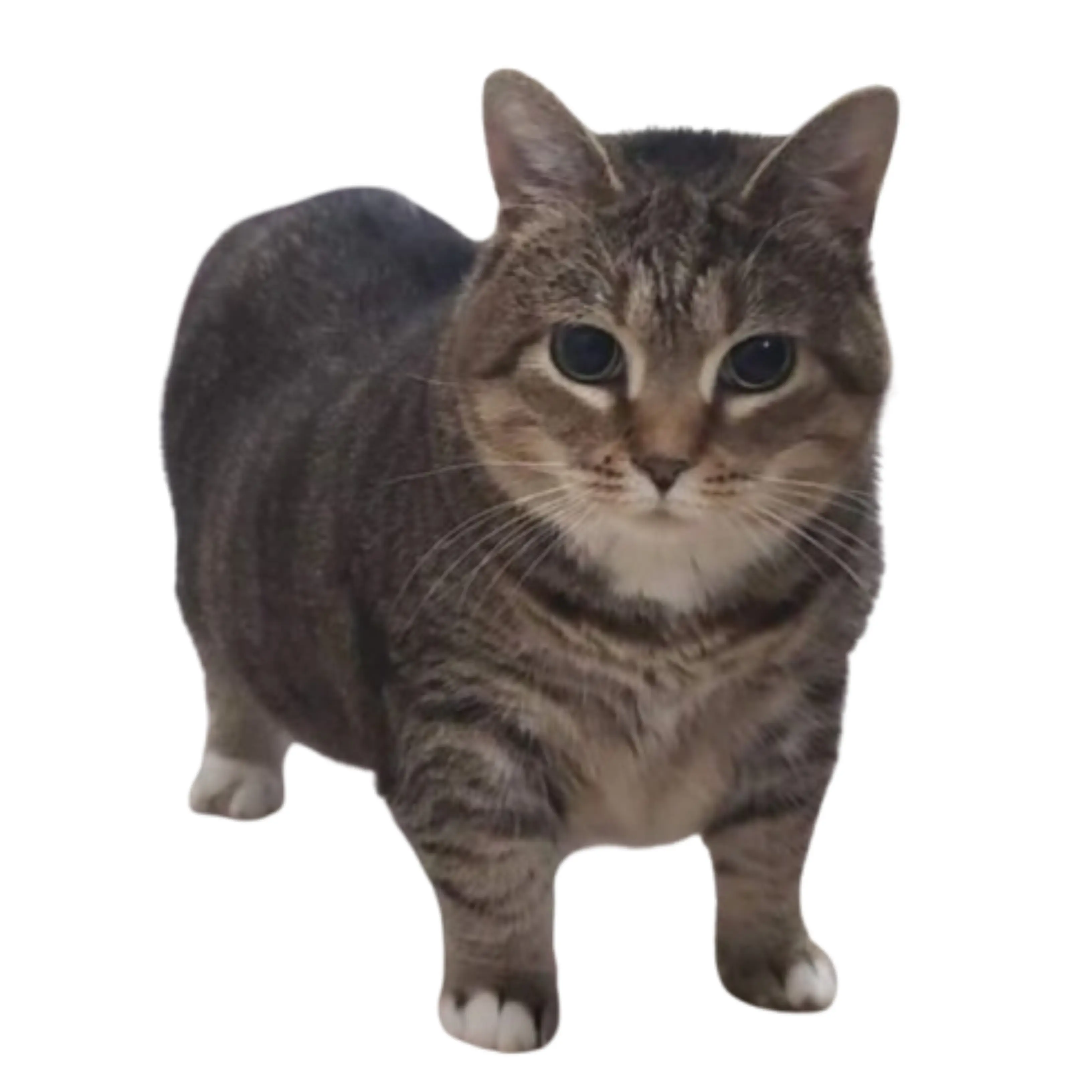 Catbread의 OIIA cat