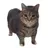 OIIA cat