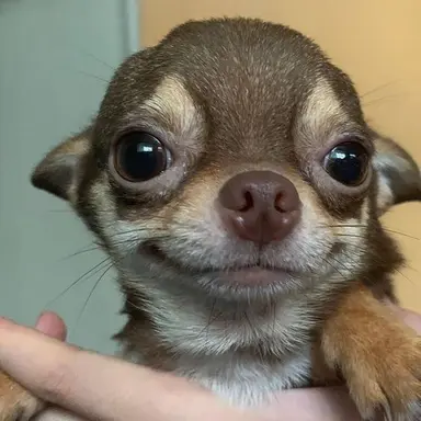 Profile image of 이자벨라