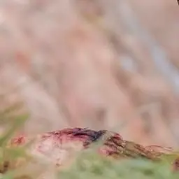 Profile image of 清八