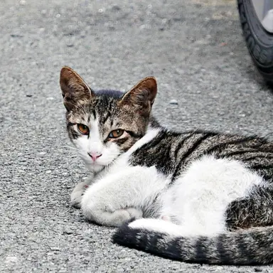 Profile image of 홍삼이