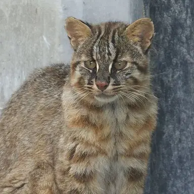 Profile image of 삵이