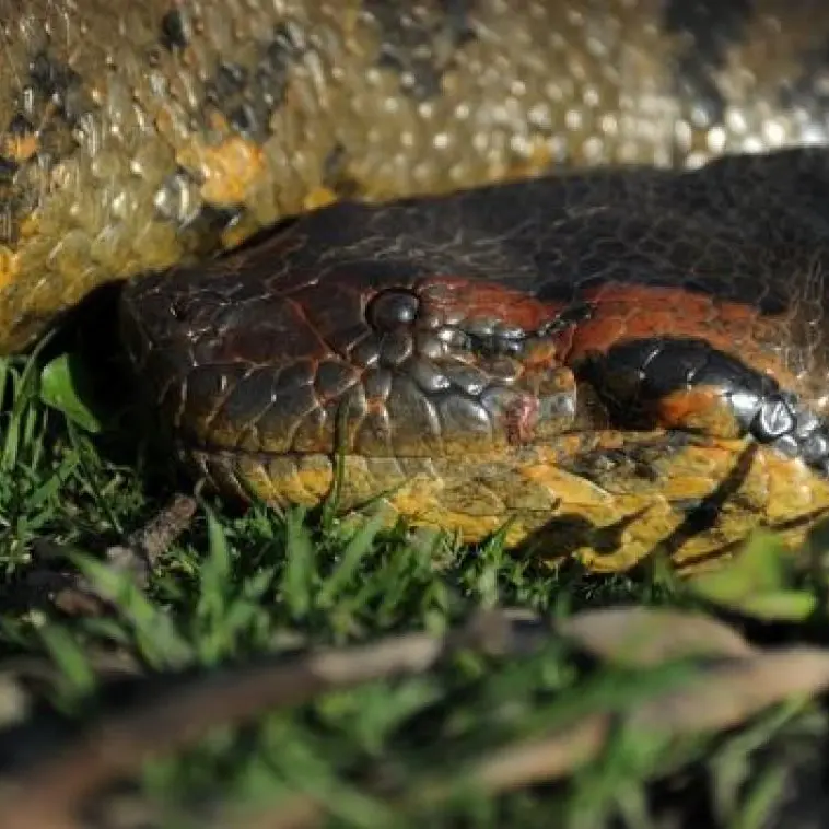 Tabbykitty의 Giant anaconda