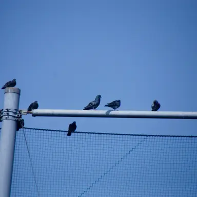 Profile image of 東 言