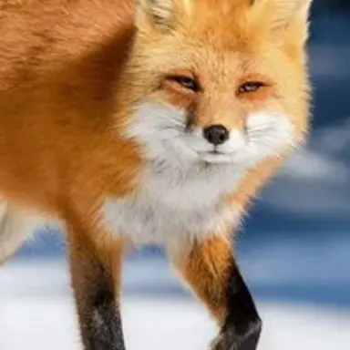 Profile image of 여우