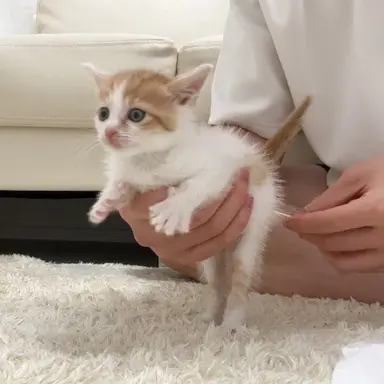 Profile image of みぃちゃん