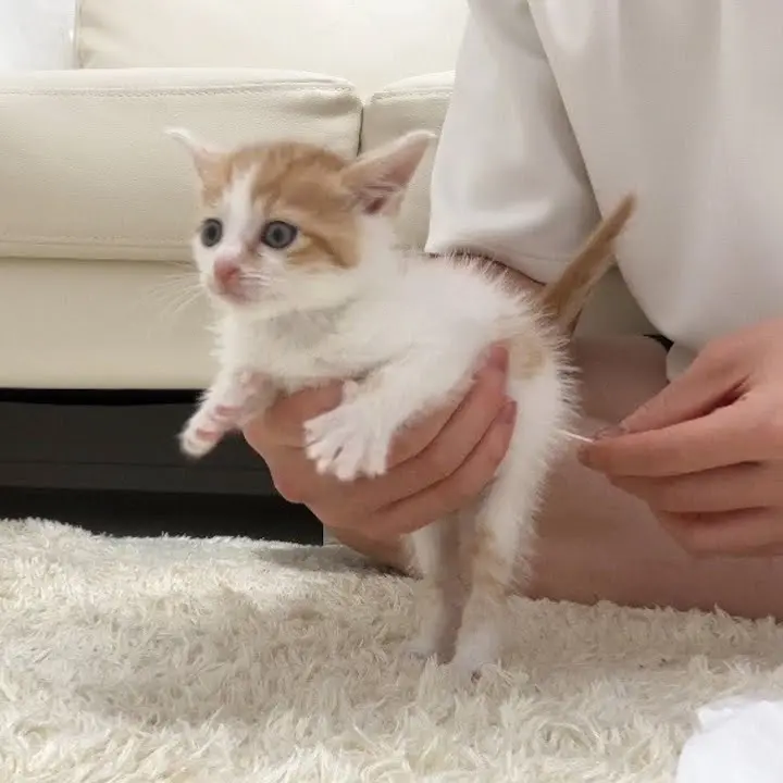 HOMARE의 子猫ちゃん