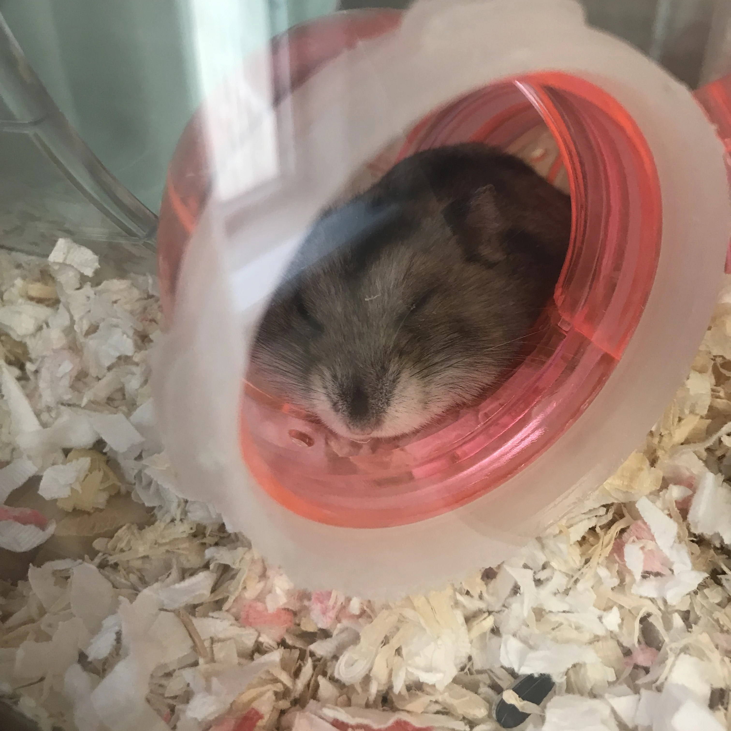 햄토리