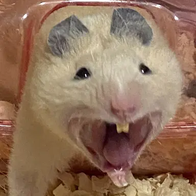 Profile image of ハイキュー