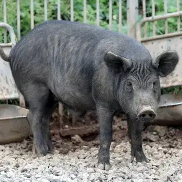 Profile image of 복길이