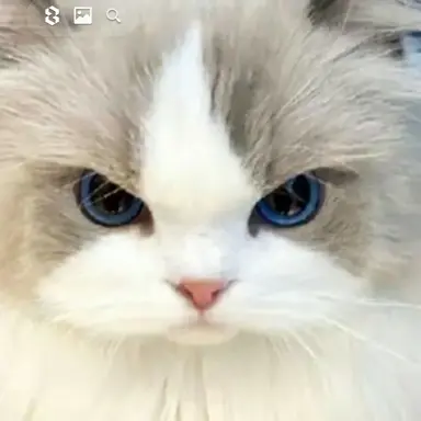 Profile image of 멜로우