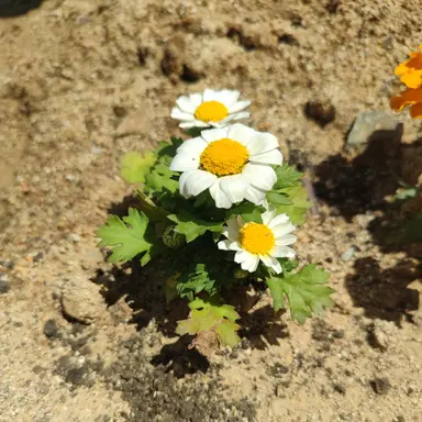 Profile image of 친구