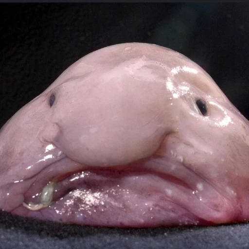 부롭이