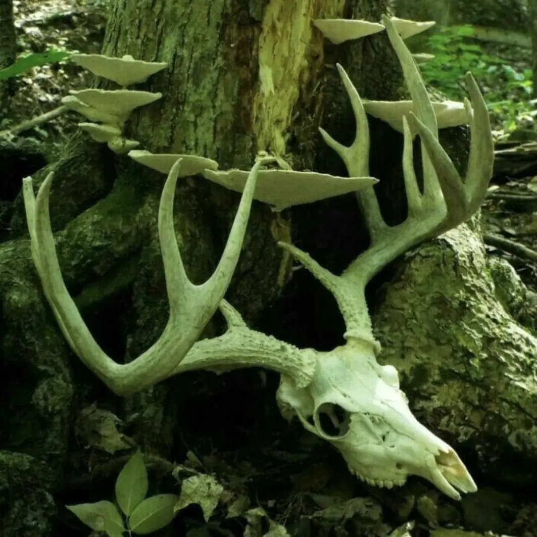 CockyImage1380의 ⛎