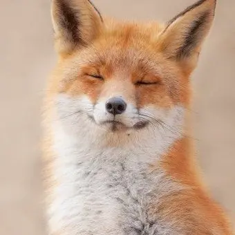 Profile image of 하야미 코하루