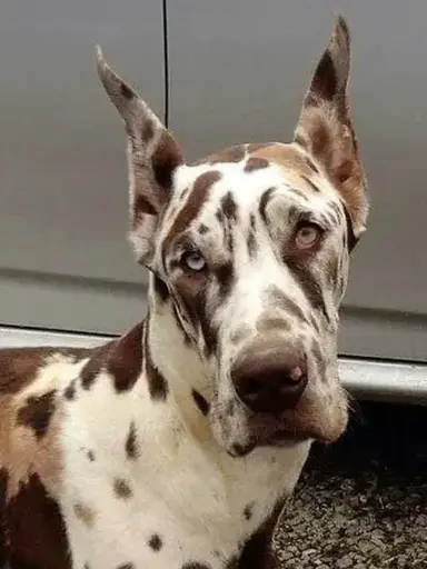 Profile image of Apollo